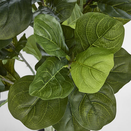 4Ft Fiddle Leaf Plant X 7 In Pot