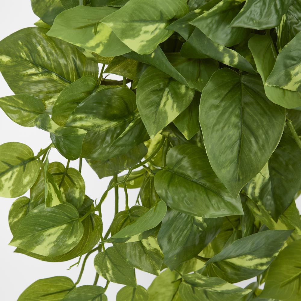Hanging Green Pothos Bush X 10 232 Leaves