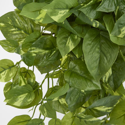 Hanging Green Pothos Bush X 10 232 Leaves