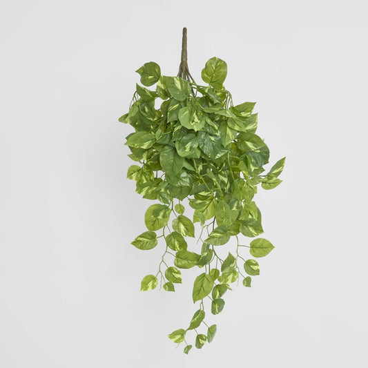 Hanging Green Pothos Bush X 10 232 Leaves