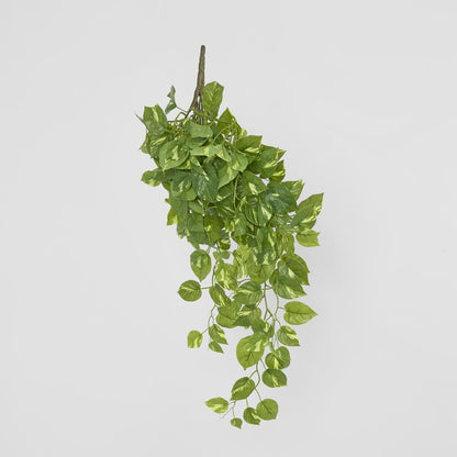 Hanging Green Pothos Bush X 10 232 Leaves