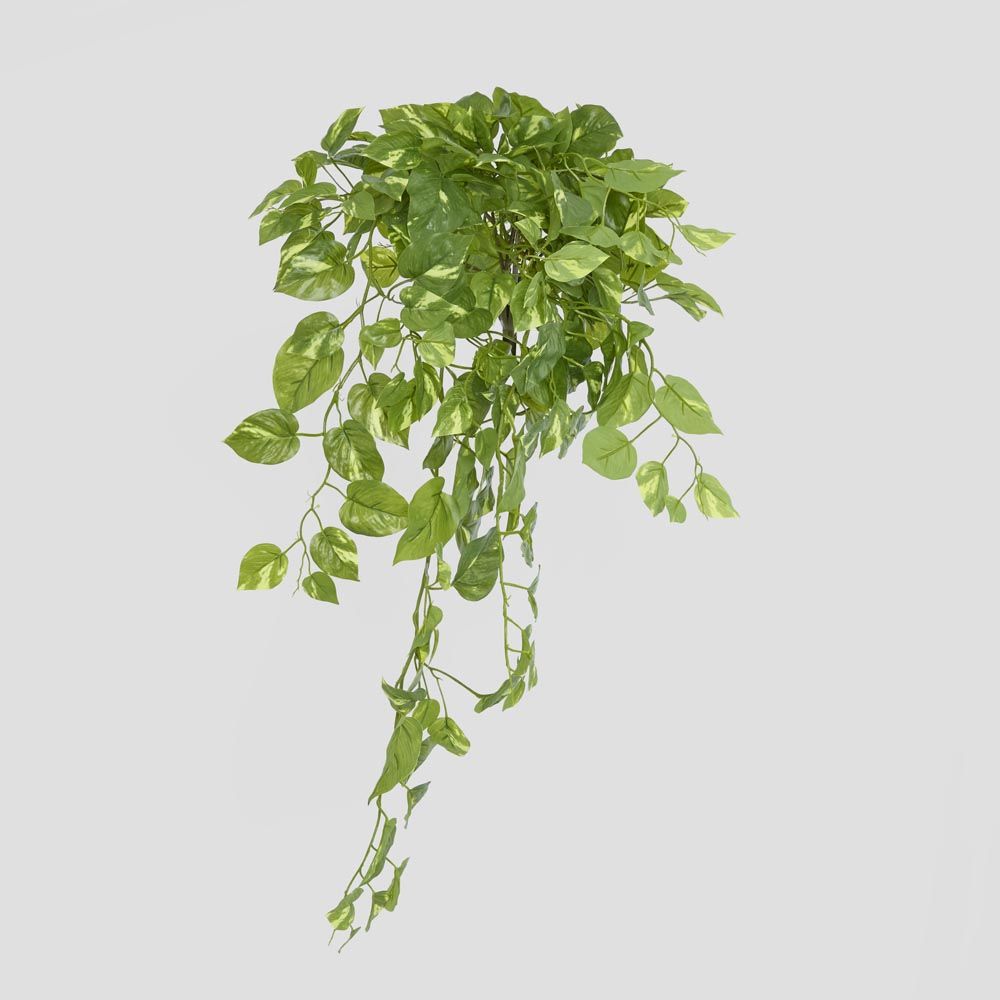 Hanging Green Pothos Bush X 10 232 Leaves