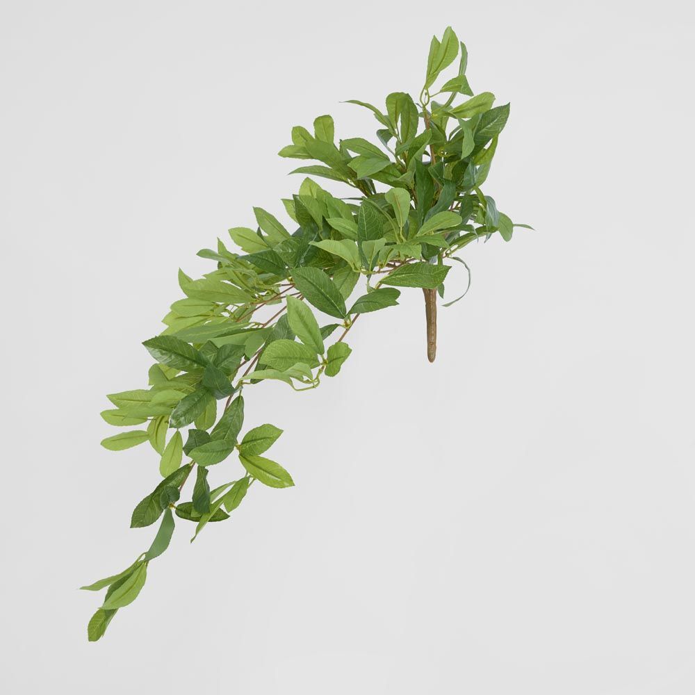 Bay Leaf Bush Hanging 198 Leaves Green