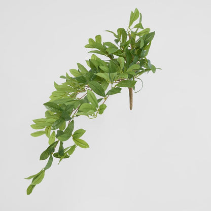 Bay Leaf Bush Hanging 198 Leaves Green