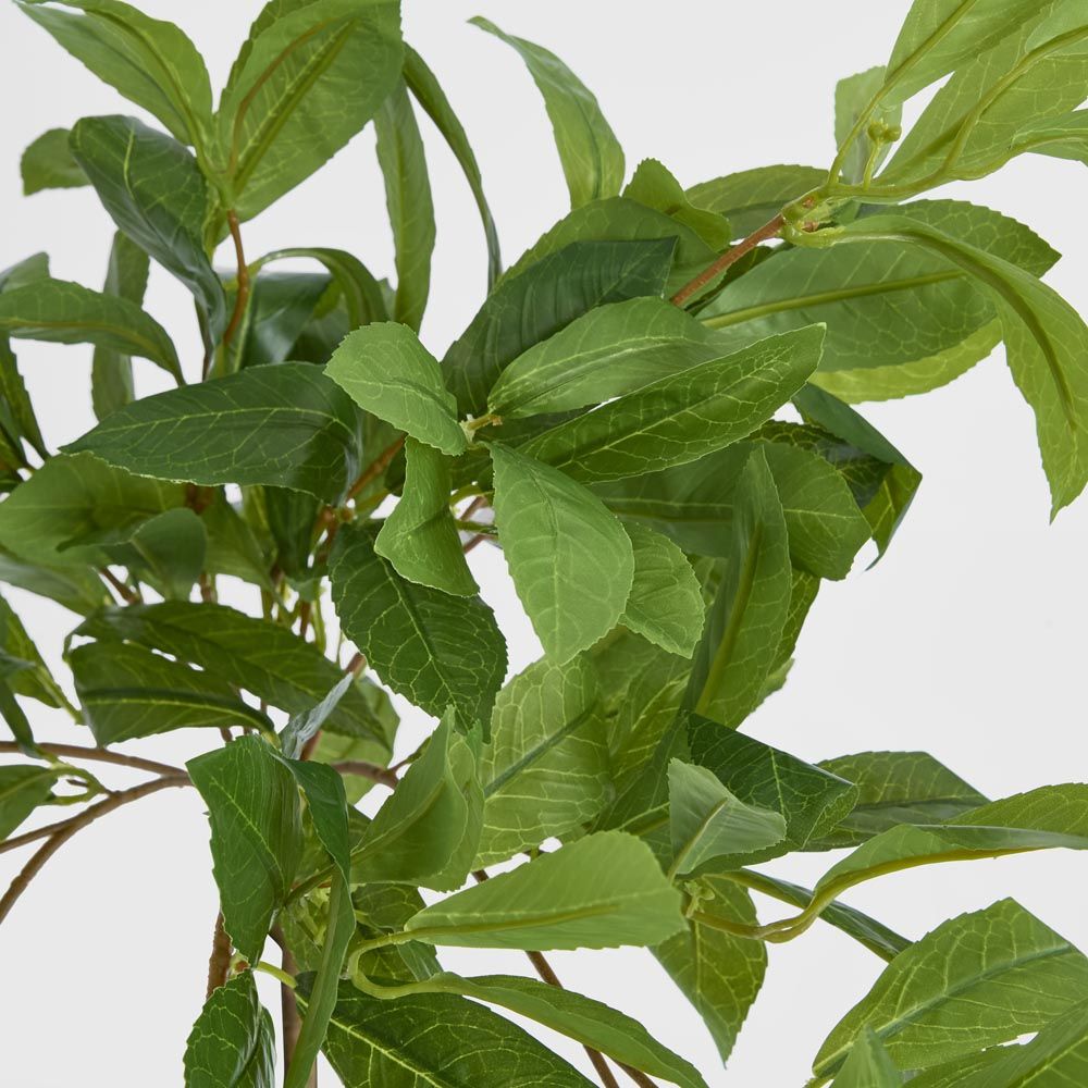Bay Leaf Bush Hanging 198 Leaves Green