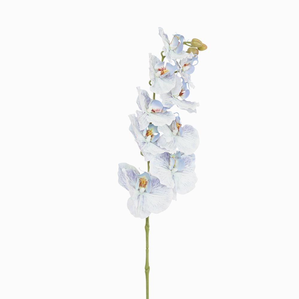 Ripple Phalaenopsis Stem Blue