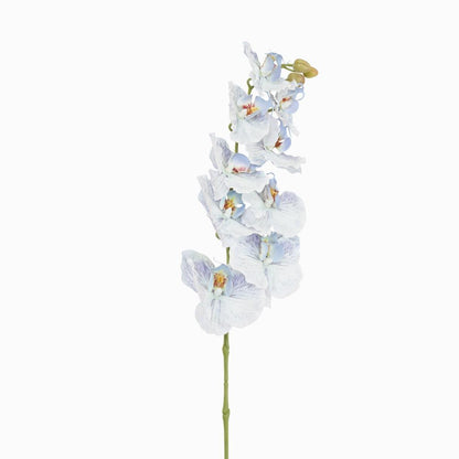 Ripple Phalaenopsis Stem Blue