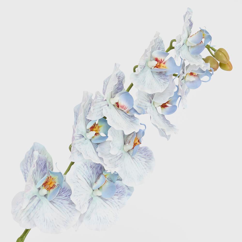 Ripple Phalaenopsis Stem Blue