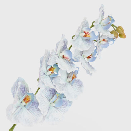 Ripple Phalaenopsis Stem Blue