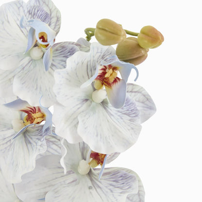 Ripple Phalaenopsis Stem Blue