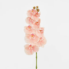Ripple Phalaenopsis Stem Peach