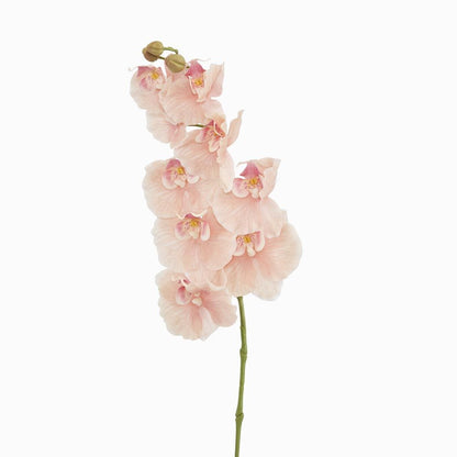 Ripple Phalaenopsis Stem Peach
