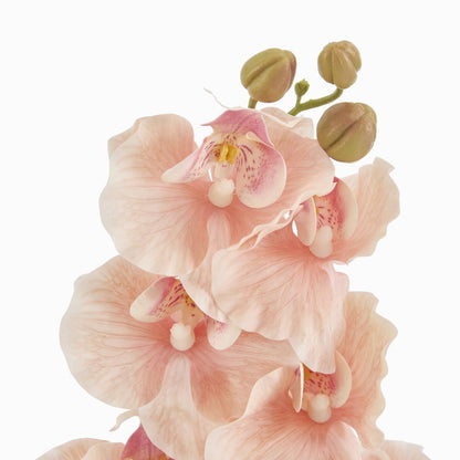 Ripple Phalaenopsis Stem Peach