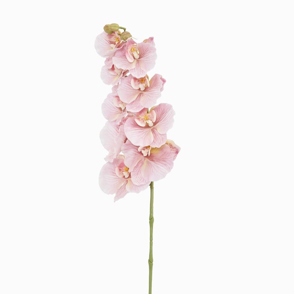 Ripple Phalaenopsis Stem Pink