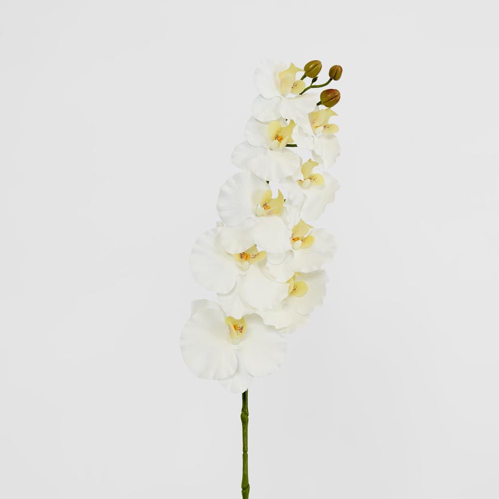 Ripple Phalaenopsis Stem White