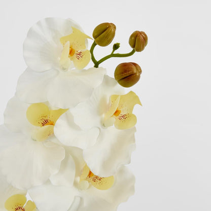 Ripple Phalaenopsis Stem White