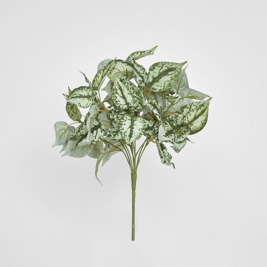 Scindapsus Bush 42Cm