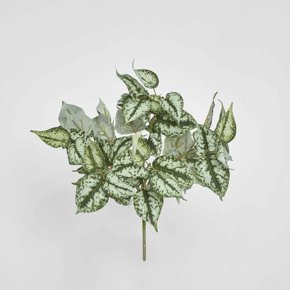 Scindapsus Bush 42Cm