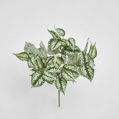 Scindapsus Bush 42Cm