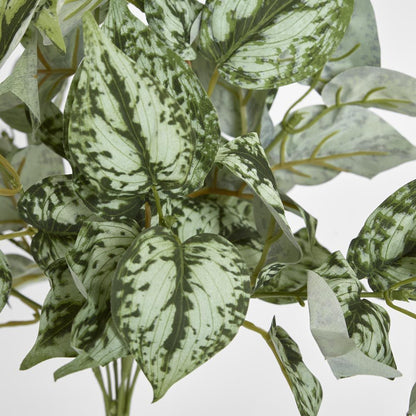 Scindapsus Bush 42Cm