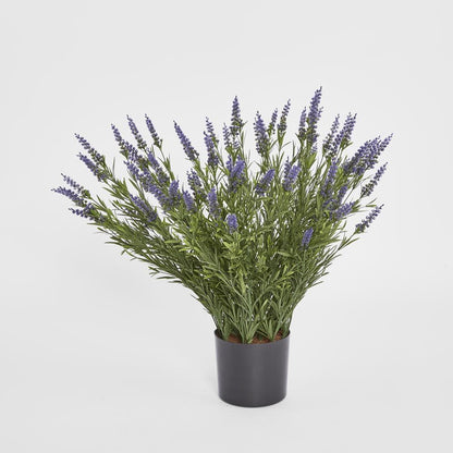 68Cm Potted Lavender Bush