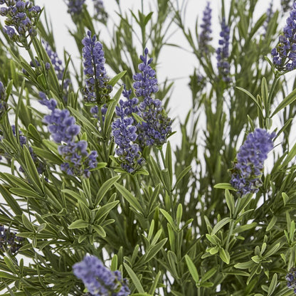 68Cm Potted Lavender Bush
