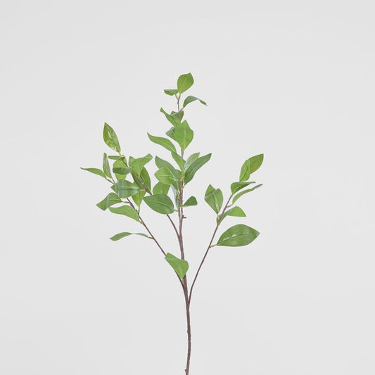 Camelia Leaf Spray