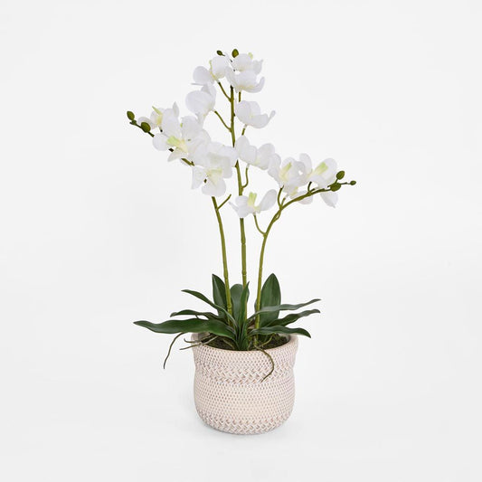 Potted Ascocenda Orchid