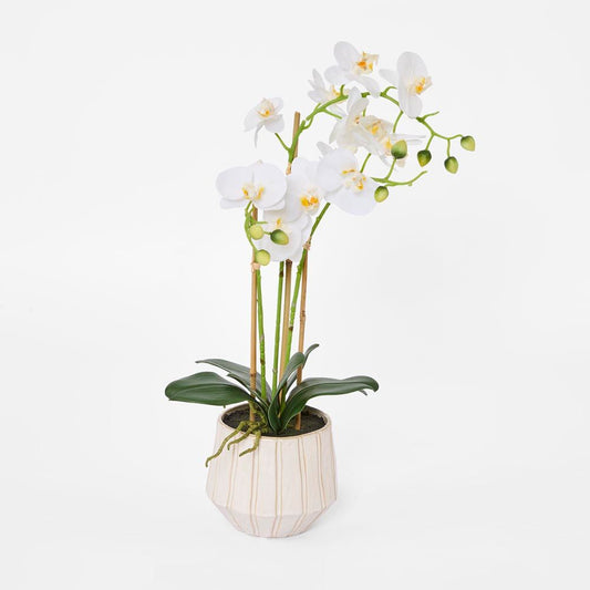 Ribbed Real Touch Potted Phalaenopsis Orchid Lge