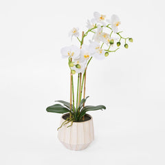 Ribbed Real Touch Potted Phalaenopsis Orchid Lge