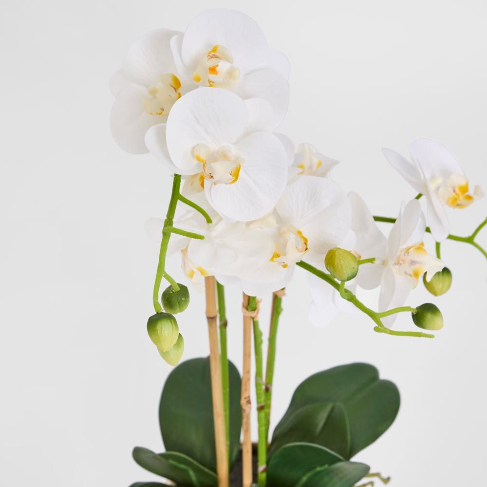 Ribbed Real Touch Potted Phalaenopsis Orchid Lge