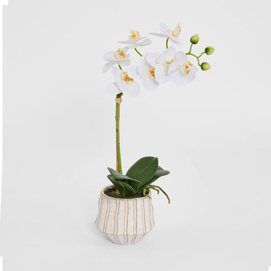 Ribbed Real Touch Potted Phalaenopsis Orchid Sml