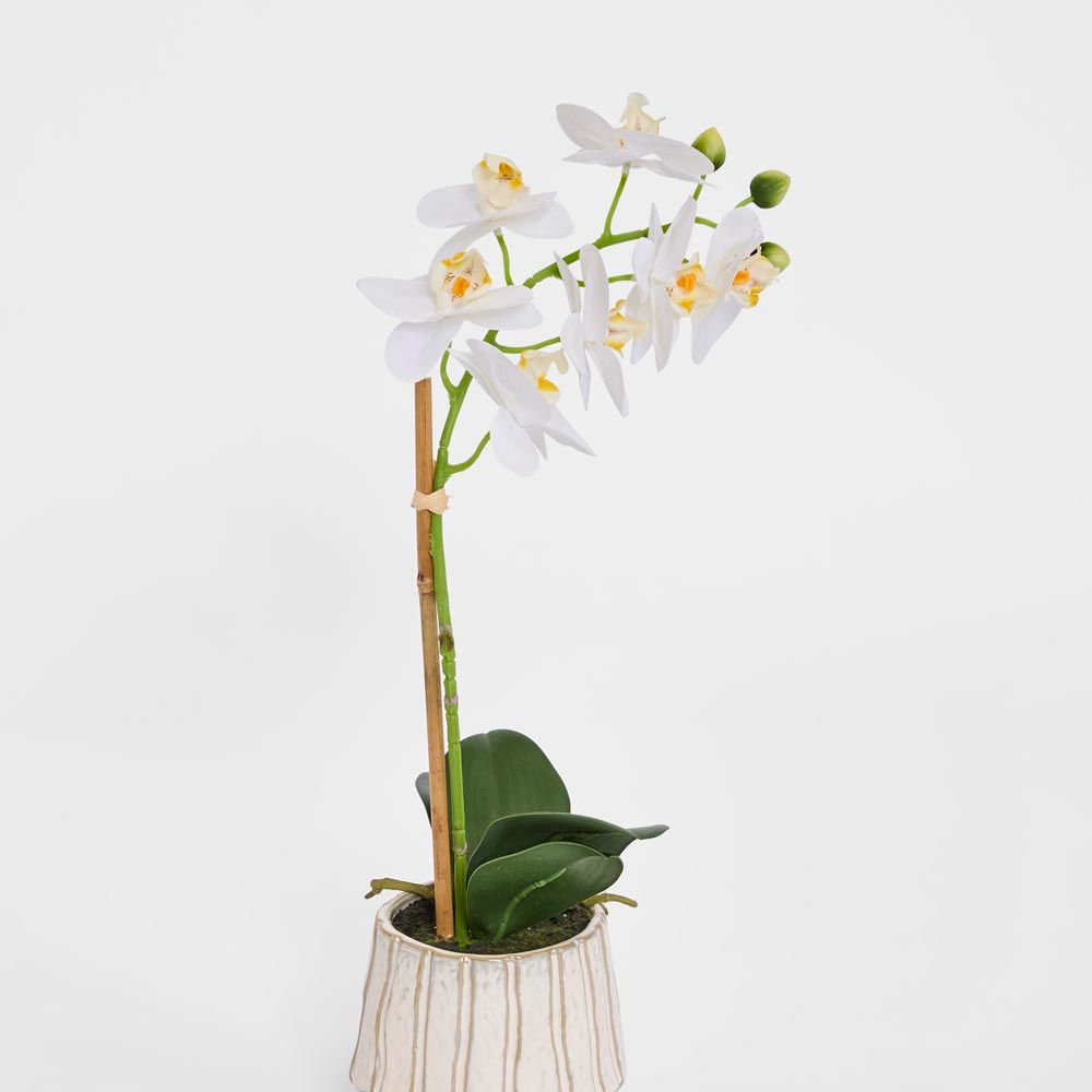 Ribbed Real Touch Potted Phalaenopsis Orchid Sml