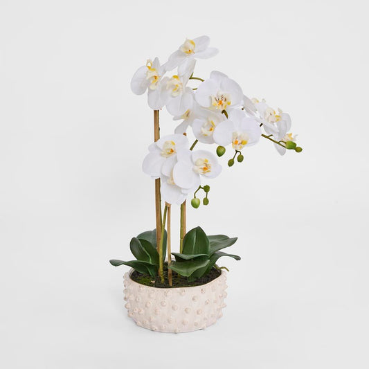 Spike Real Touch Potted Phalaenopsis Orchid Lge