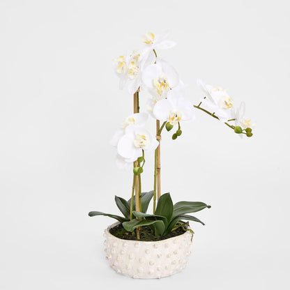 Spike Real Touch Potted Phalaenopsis Orchid Lge
