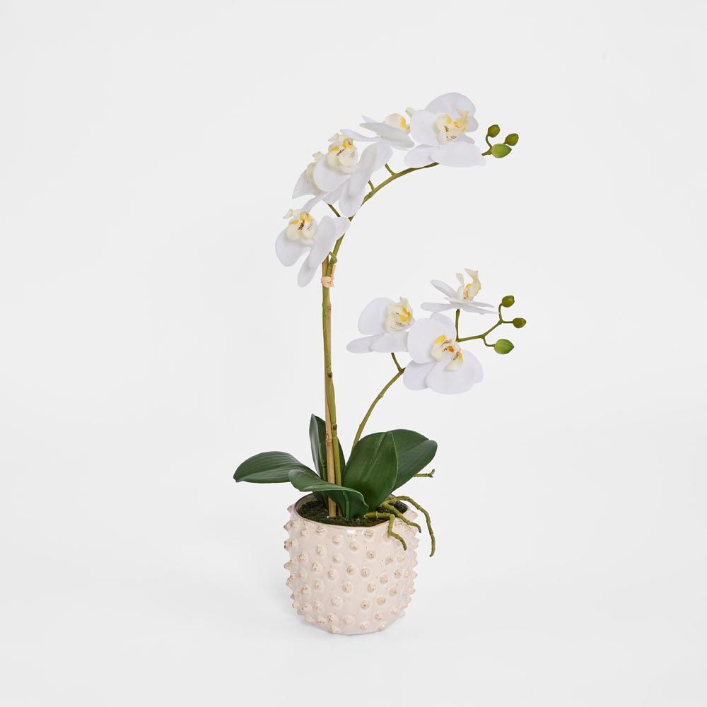 Spike Real Touch Potted Phalaenopsis Orchid Sml
