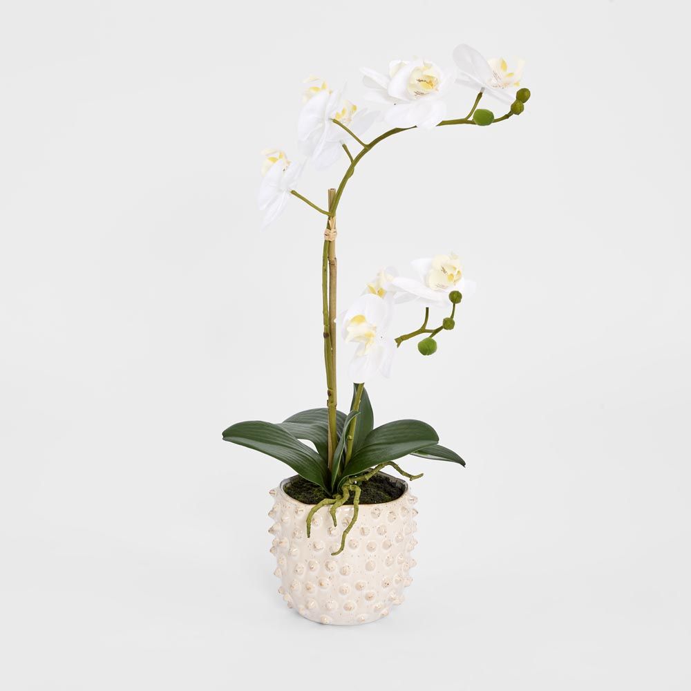Spike Real Touch Potted Phalaenopsis Orchid Sml