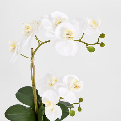 Spike Real Touch Potted Phalaenopsis Orchid Sml