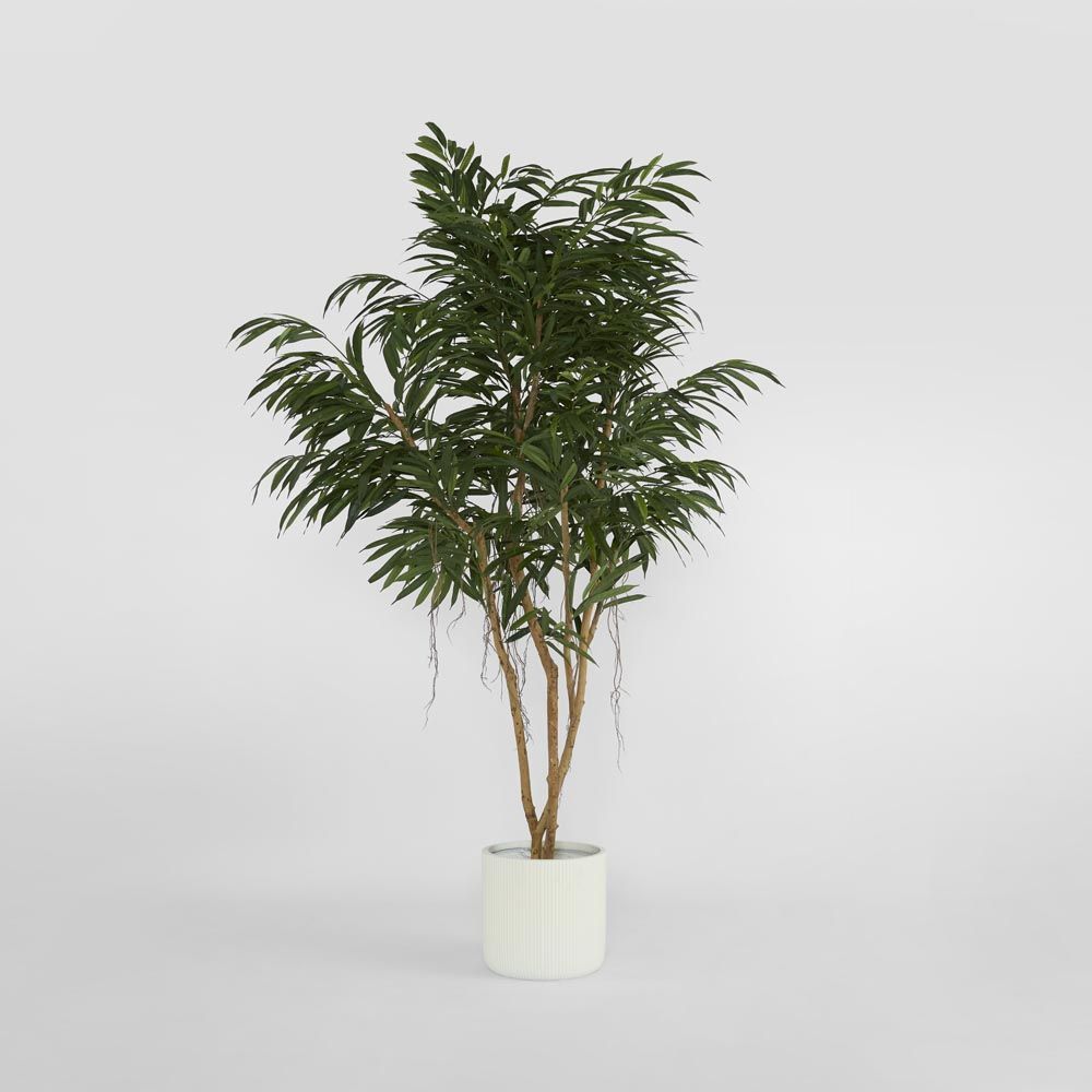 210Cm Longifolia Tree