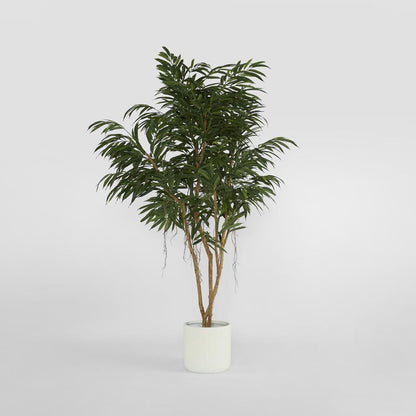 210Cm Longifolia Tree
