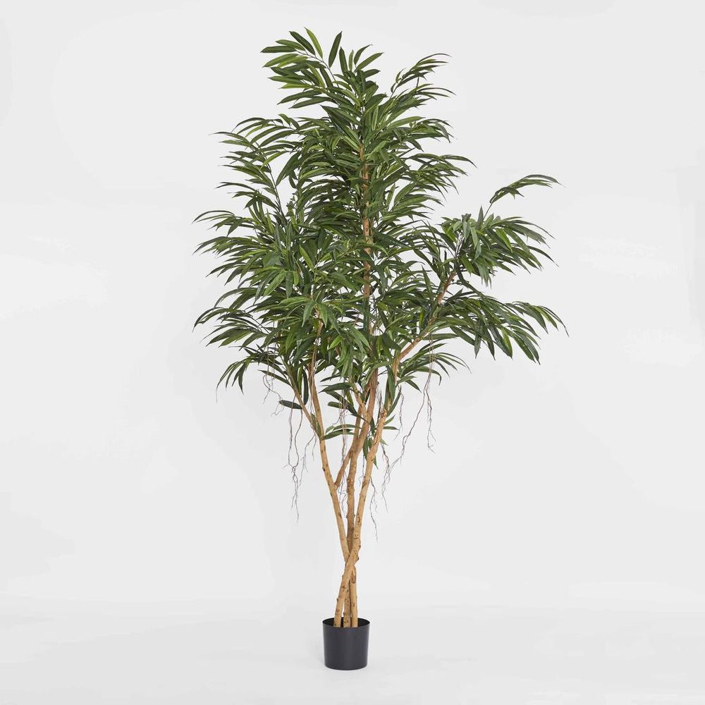 210Cm Longifolia Tree