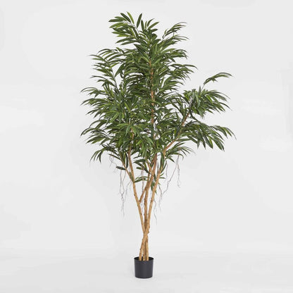 210Cm Longifolia Tree