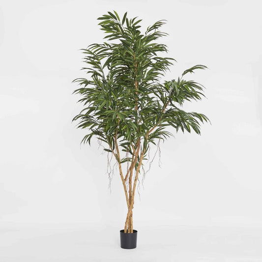 210Cm Longifolia Tree