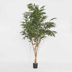 210Cm Longifolia Tree