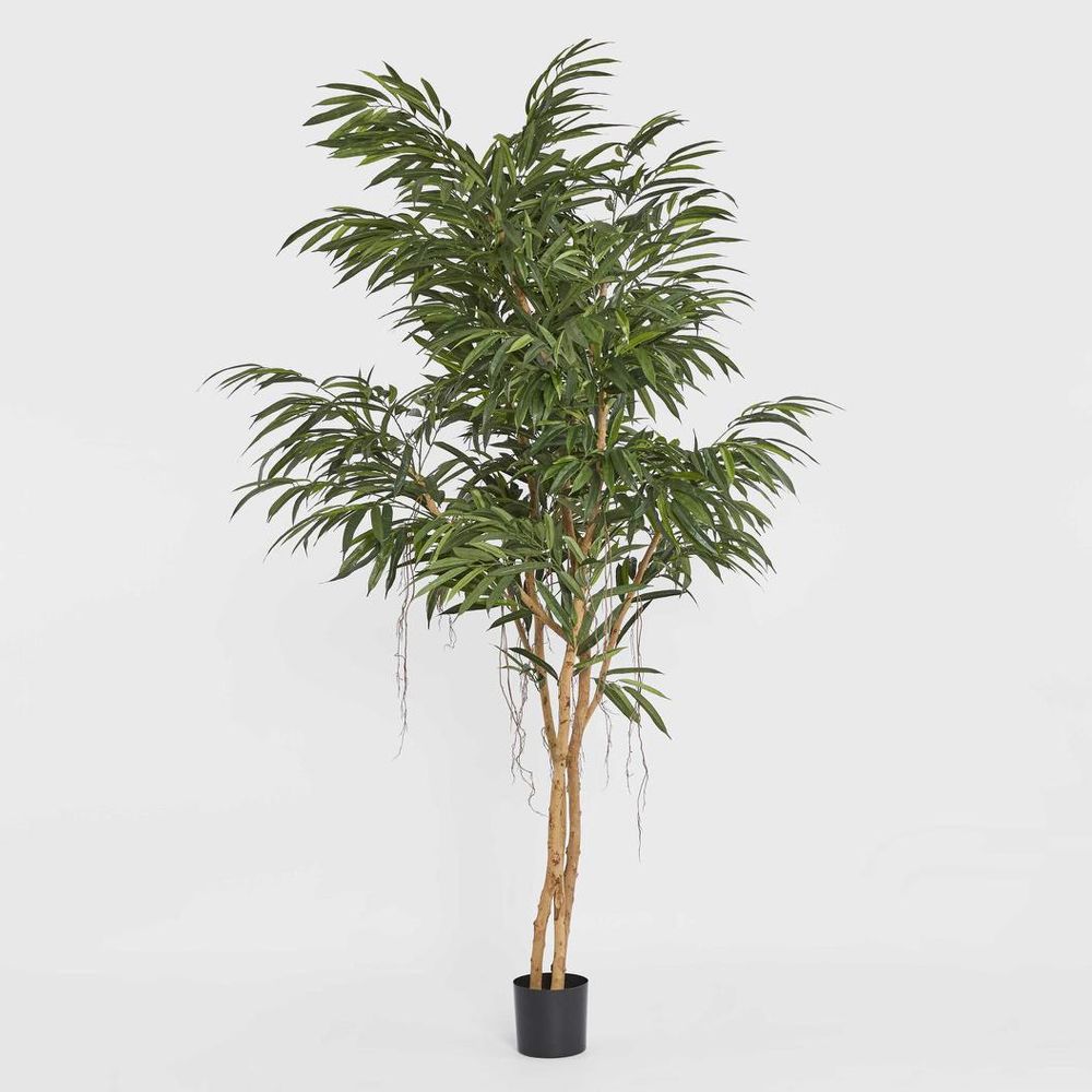 210Cm Longifolia Tree