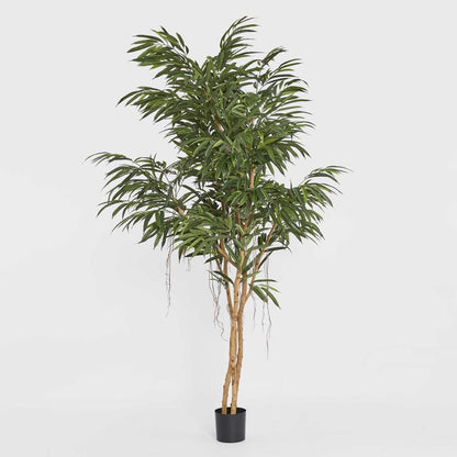 210Cm Longifolia Tree