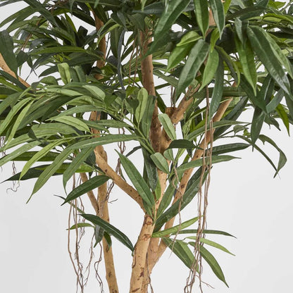 210Cm Longifolia Tree