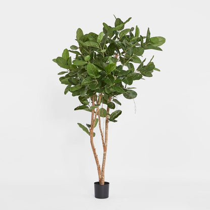 180Cm Audrey Ficus Tree