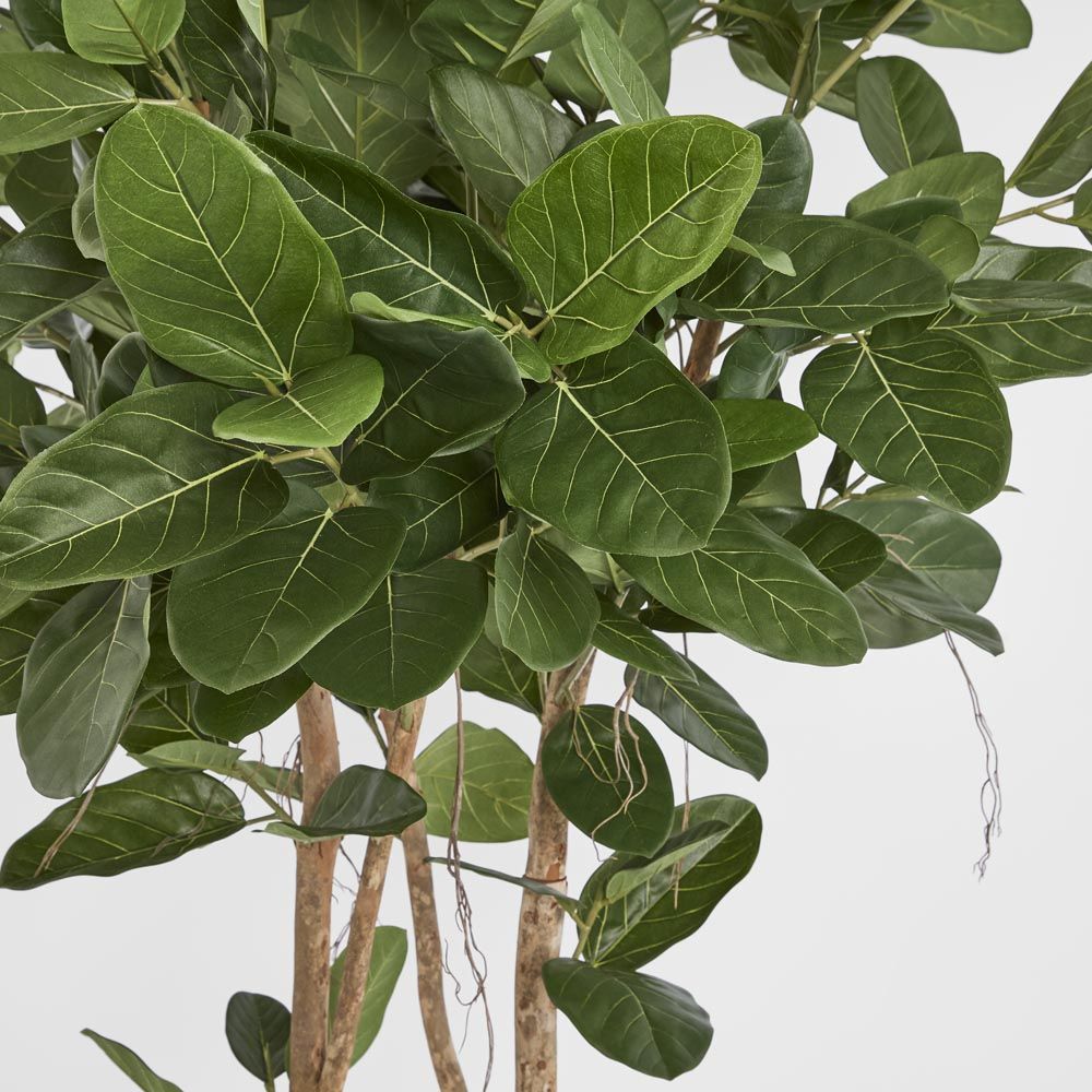 180Cm Audrey Ficus Tree