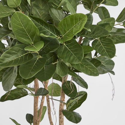 180Cm Audrey Ficus Tree